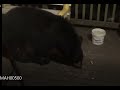 Surprised by Black Bear while feeding Raccoons