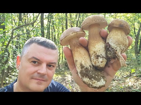 Berba Gljiva - Vrganja Kakvih Hoćete !