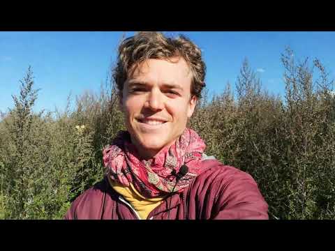 Magie der Heilkräuter: der Beifuß * Hebammenkraut * Schamanenpflanze * Heilmittel bei Krebs