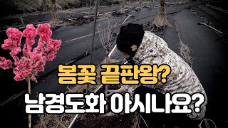 【복숭아꽃 남경도화】 화려한 봄꽃 남경도 복숭아 꽃이지만 복숭아는 열리지 않아요 