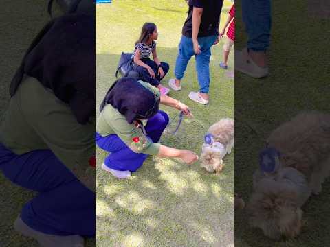 HANA MAU ANJING PUDDLE