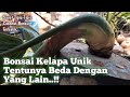 Tips On The Inverted Tapis Bonsai Coconut Cutting Process