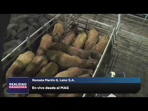 REALIDAD GANADERA - Remata Martin G Lalor (08-08-25)