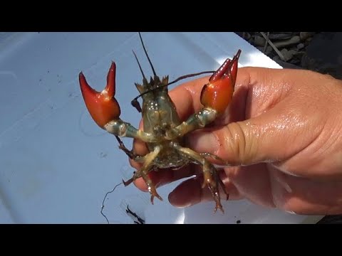 信じられないほどの捕獲数