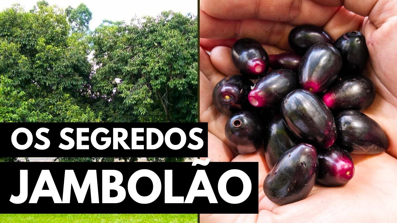 JAMBOLÃO OU JAMELÃO: PURIFICA O SANGUE, MELHORA PRESSÃO, AÇÚCAR E MUITO MAIS!