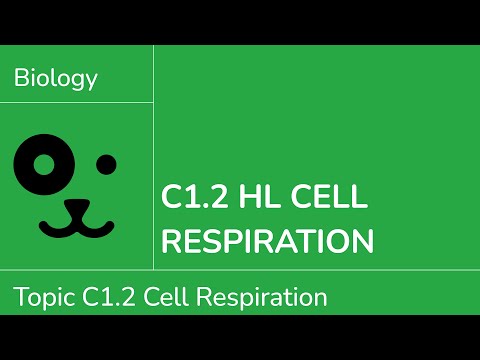 C1.2 HL Cell Respiration [IB Biology HL]