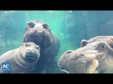 Fiona, everyone's favorite hippo, turns 1!