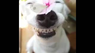 Smiling dog with a butterfly