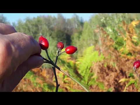 Farasesti  sat - comuna Pietroasa Timis