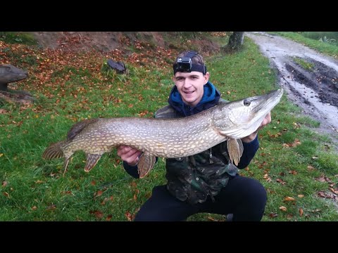 Gruby jesienny szczupak 112cm w Dolinie Charlotty na Headbanger Tail 23 cm Blue Silver!