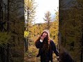 Amazing golden larches at Healy Pass! 🍂🍁 #fall2023 #autumnvibes #travelalberta #banffnationalpark