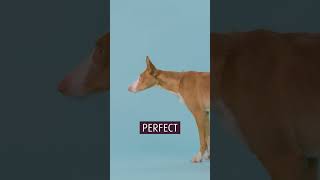Ibizan Hound