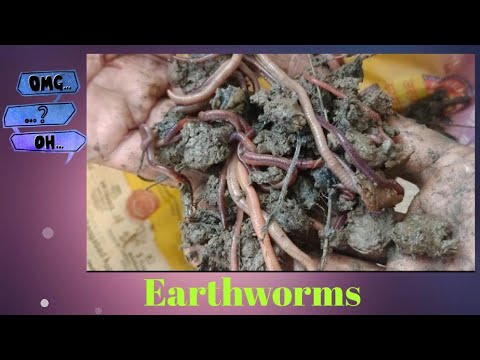 How to Prepare Vermicompost #earthneedplants