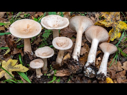 St. Martin's Mushroom: the excellent Infundibulicybe (Clitocybe) geotropa