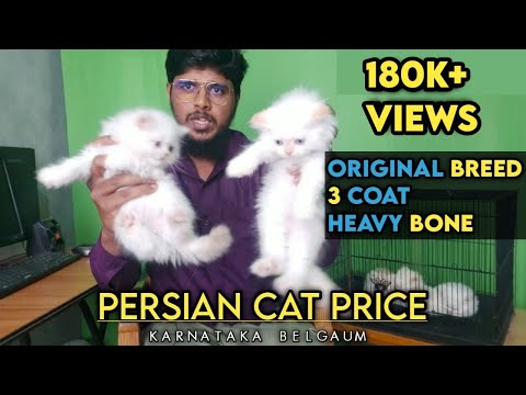 persian kitten price in india | Persian cat | Persian Kitten's | price in india | ig pets