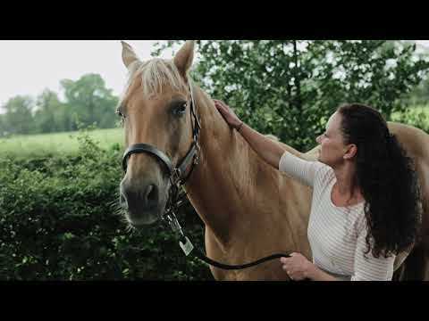 Sole Box Imagefilm - Pferde & Hunde - NRW