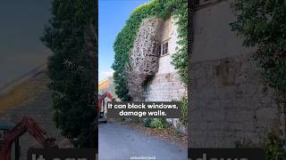 How Ivy Can Take Over Your Walls in Just One Year!