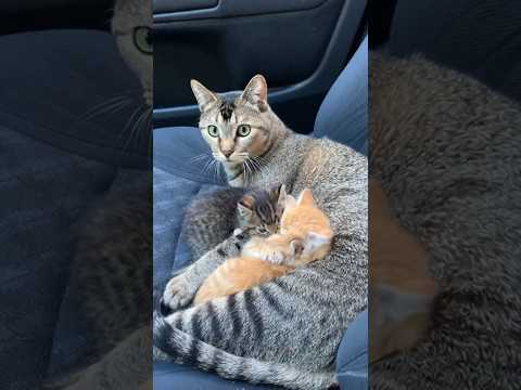 #cat Let's be kind and positive to each other, be good and faithful to each other