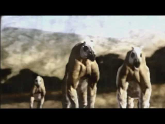 [HD] Walking With Beasts: Opening Titles (2001)