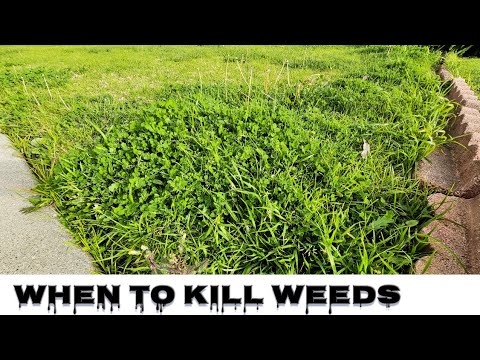 Should You Kill Weeds In March, April, May, or June?