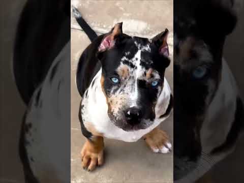 American Bully XL - The STRONGEST dog on Earth! #shortsvideo