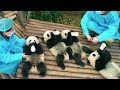 PANDAS - OFFICIAL TRAILER [HD]