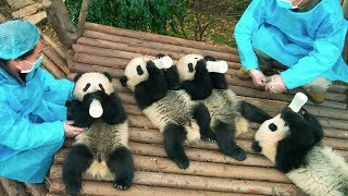 Pandas Film Trailer