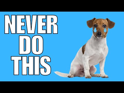 9 Things You Must NEVER Do To Your JACK RUSSELL TERRIER (EVER)