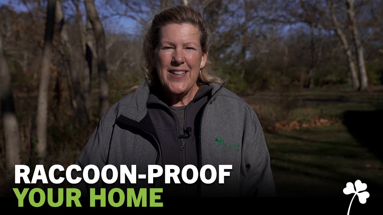 Dublin's Backyard with Barbara Ray: Raccoons