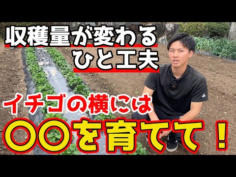 野菜、ハーブ、花の中でイチゴに最適なコンパニオンプランツは何ですか?  庭園