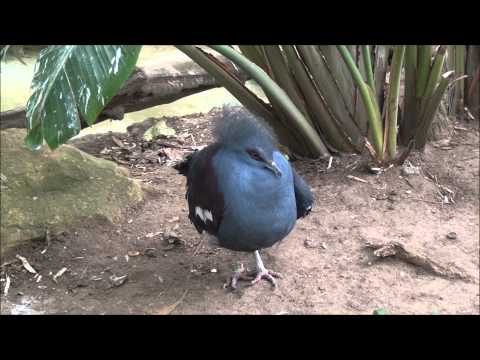 Blue crowned pigeon Goura cristata