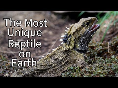 The Tuatara: The Most Unique Reptile on Earth