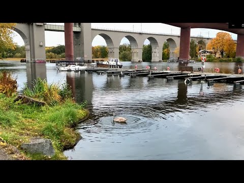 Stockholm Walks: Årstaviken, Södermalm shoreline (Natural sound. For Treadmill / relaxation)