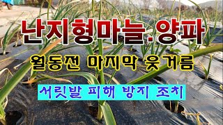 [텃밭농부 2,120]  난지형 마늘과 양파. 월동전 마지막웃거름 주고 서릿발 피해 줄이는 방법! #마늘재배…