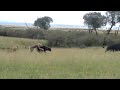 Nomadic Male Lion Coalition Hunts A Buffalo