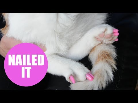 Rescue cat that can't stop scratching itself to bits is given false nails