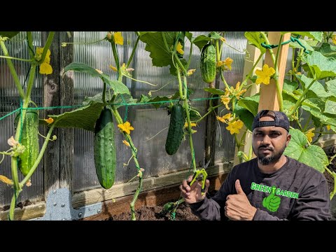 Growing Cucumbers vertically ! Growing -Pruning - watering - Fertilizing Tips #greentgarden