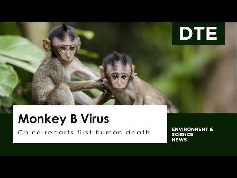 China reports first human death from Monkey B Virus