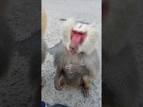 Don’t try this at home! Man feeds wild baboons in the mountains of Eritrea!