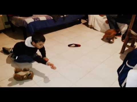 GENARO MILLAN (encantador de pekines )