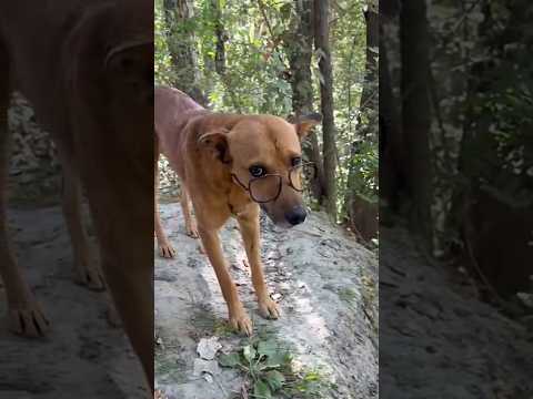 love your glasses 🤣Style mai rehne ka 😳 #shorts #dog #funnydogs #doglovers