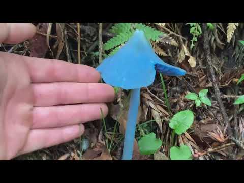 Blue Mushrooms - Cogumelos Azuis - Found in Brazil - Achado no Brasil Entoloma hochstetter