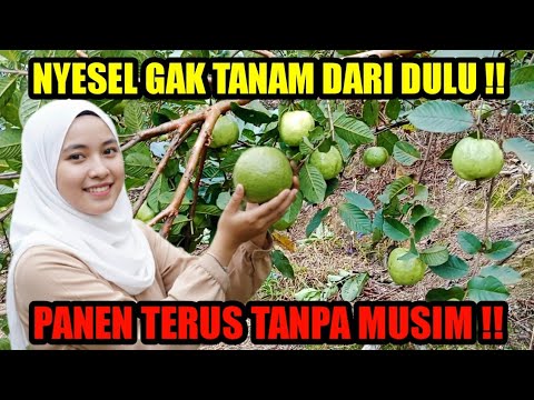 PLANT THIS QUICKLY ‼️ PASSIVE INCOME WITHOUT SEASON ‼️