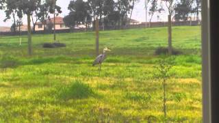 Great Blue Heron Kills & Eats Big Field Mouse