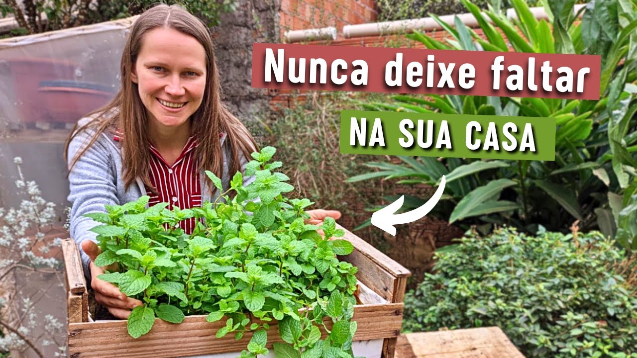 Never miss MINT in your home! - Recipes for consumption and cultivation tips