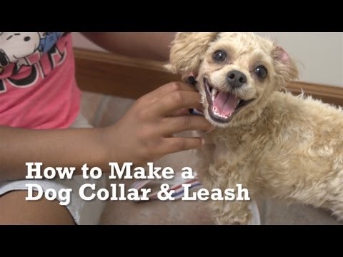 How to Make a Dog Collar & Leash