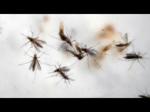 Official: Zika virus expected to hit the US this summer