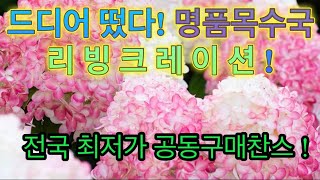 명품목수국 리빙크레이션 전국최저가 공동구매 진행합니다