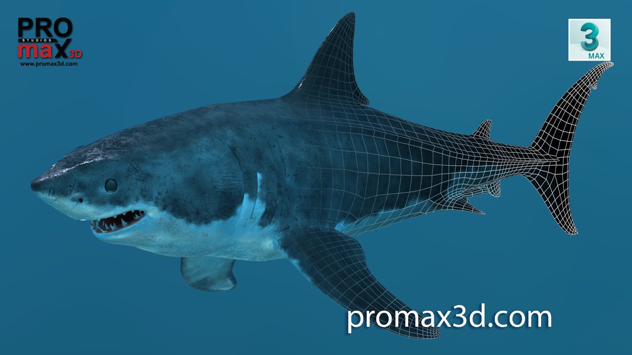 B&uuml;y&uuml;k Beyaz K&ouml;pekbalığı 3D Model