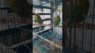 Budgerigar Birds Videos